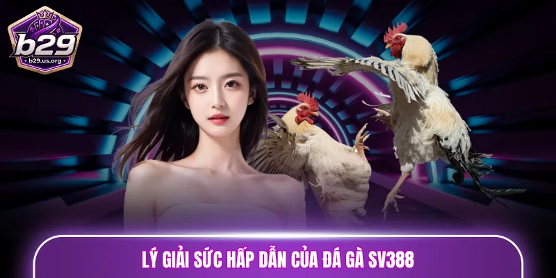 Lý giải sức hấp dẫn của đá gà SV388