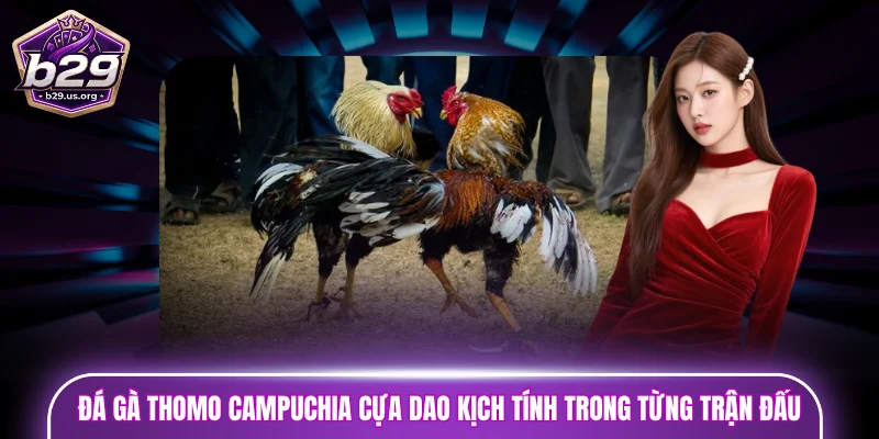 Đá gà Thomo Campuchia cựa dao kịch tính trong từng trận đấu