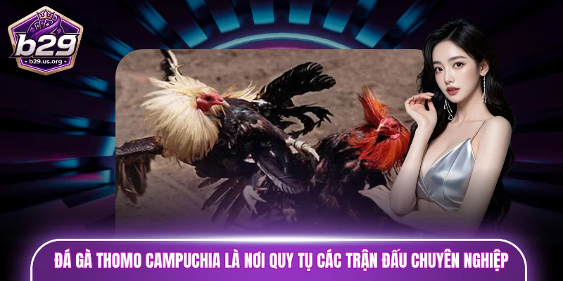 Đá gà Thomo Campuchia là nơi quy tụ các trận đấu chuyên nghiệp