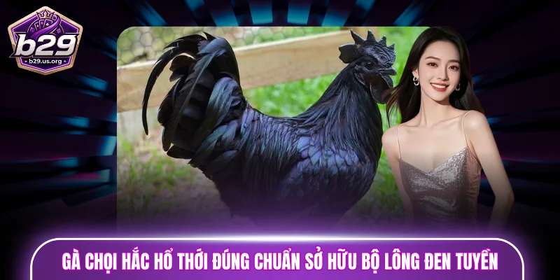 Gà chọi Hắc Hổ Thới đúng chuẩn sở hữu bộ lông đen tuyền, óng mượt 