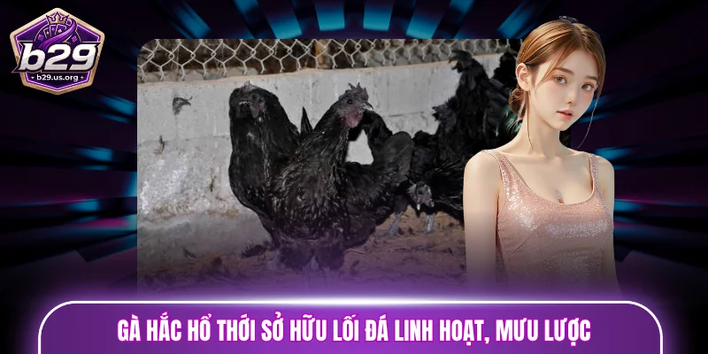 Gà chọi Hắc Hổ Thới sở hữu lối đá linh hoạt, tỉnh táo và đầy mưu lược